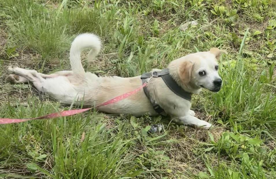 Rowdy, Adoptable, Adult Male Chihuahua & Beagle.