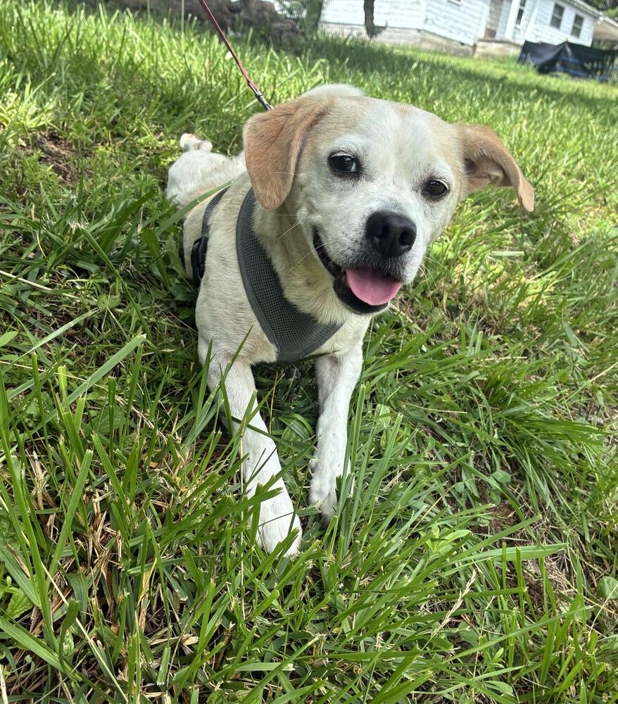 Enlarge Rowdy, a Adoptable mixed breed in Chattanooga, TN image 2/2
