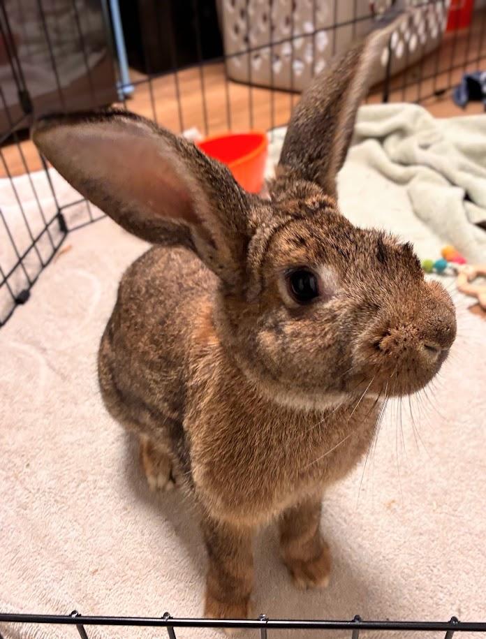 Hop Eye, Adopted, Adult Male American.