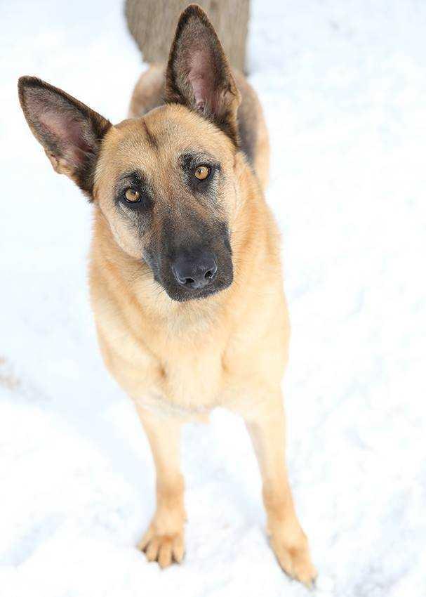 Enlarge Mona, a Adopted German Shepherd Dog in Covington, WA image 1/2