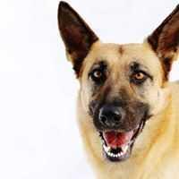 Enlarge Mona, a Adopted German Shepherd Dog in Covington, WA image 2/2
