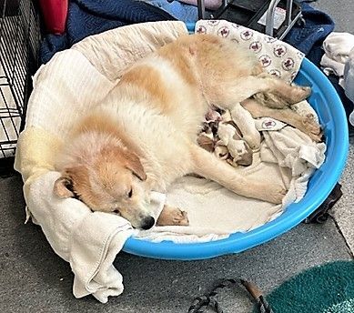 Cherry, a Adoptable Great Pyrenees in Richmond, VA image 1/11