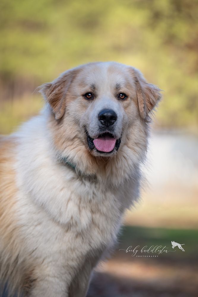Cherry, a Adoptable Great Pyrenees in Richmond, VA image 2/11