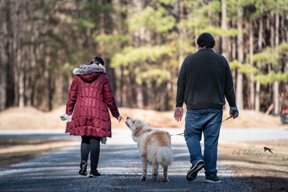 Cherry, a Adoptable Great Pyrenees in Richmond, VA image 3/11