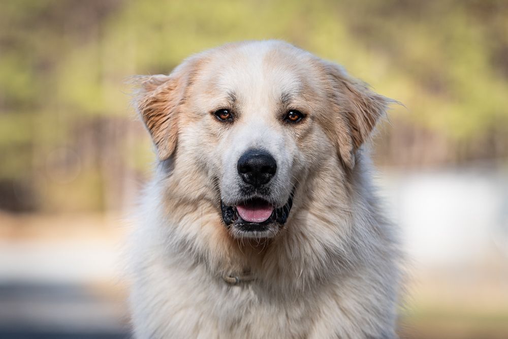 Cherry, a Adoptable Great Pyrenees in Richmond, VA image 4/11