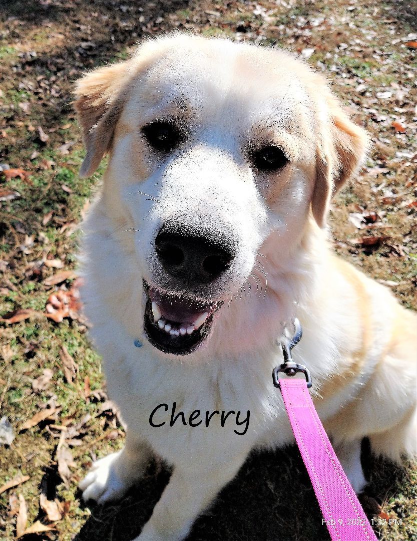 Cherry, a Adoptable Great Pyrenees in Richmond, VA image 5/11