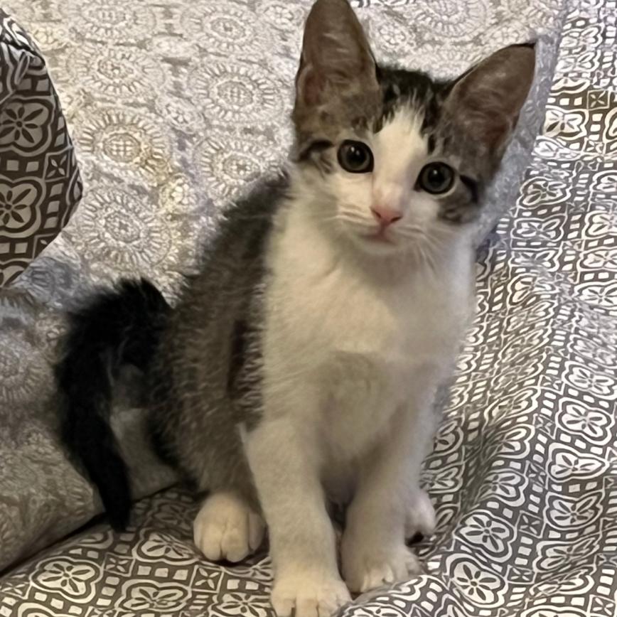 Enlarge Coral, a Adoptable Domestic Short Hair in Oceanside, NY image 2/3