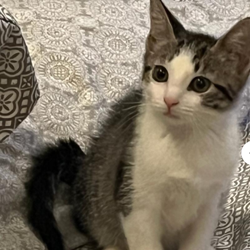 Enlarge Coral, a Adoptable Domestic Short Hair in Oceanside, NY image 3/3