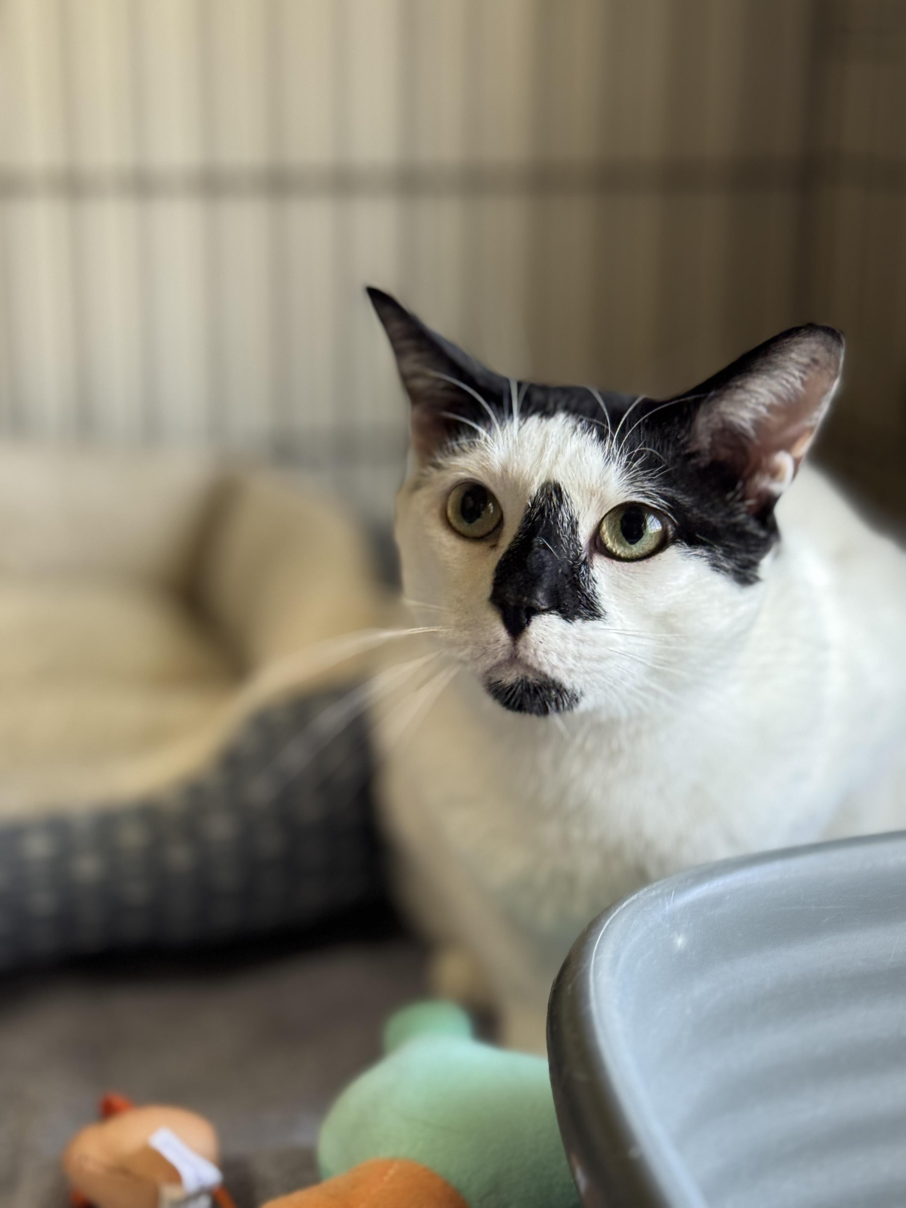 Enlarge Moggy, a Adoptable mixed breed in Lynchburg, TN image 1/1