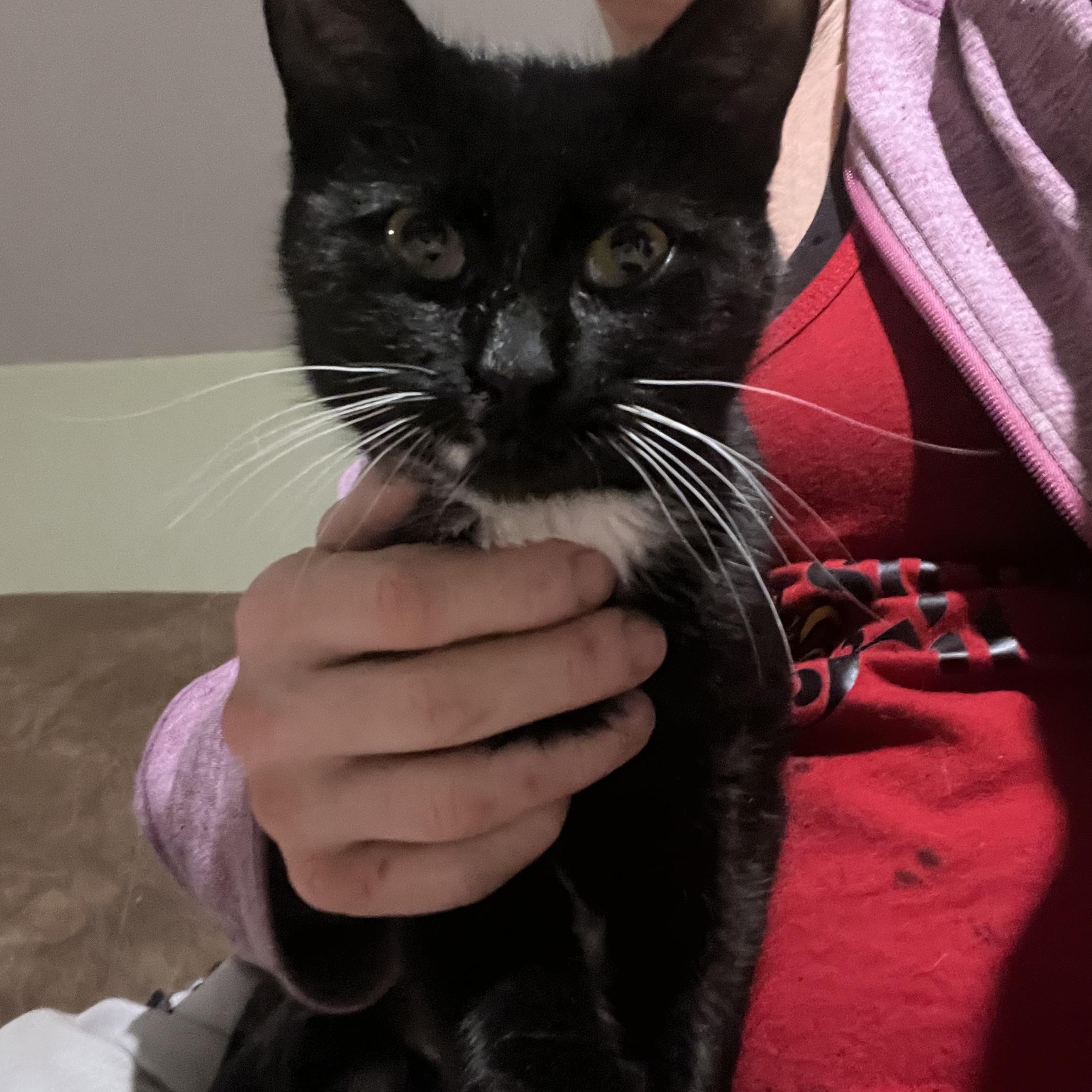 Enlarge Laverne (Laverne & Shirley), a ADOPTABLE Tuxedo in Newark valley, NY image 5/6