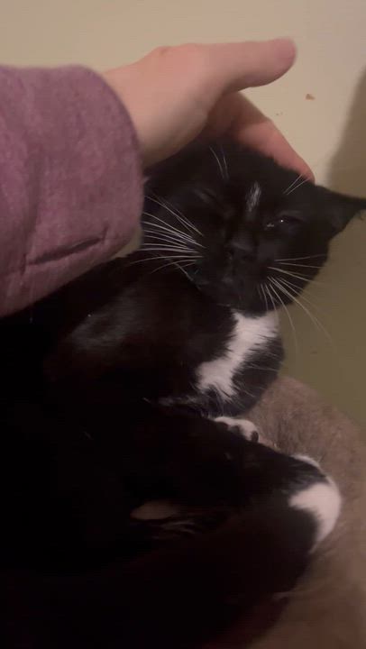 Enlarge Laverne (Laverne & Shirley), a ADOPTABLE Tuxedo in Newark valley, NY video 3/6