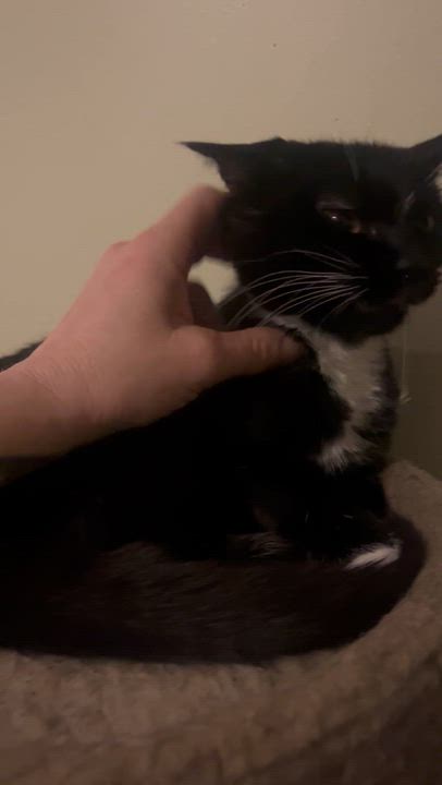 Enlarge Laverne (Laverne & Shirley), a ADOPTABLE Tuxedo in Newark valley, NY video 2/6