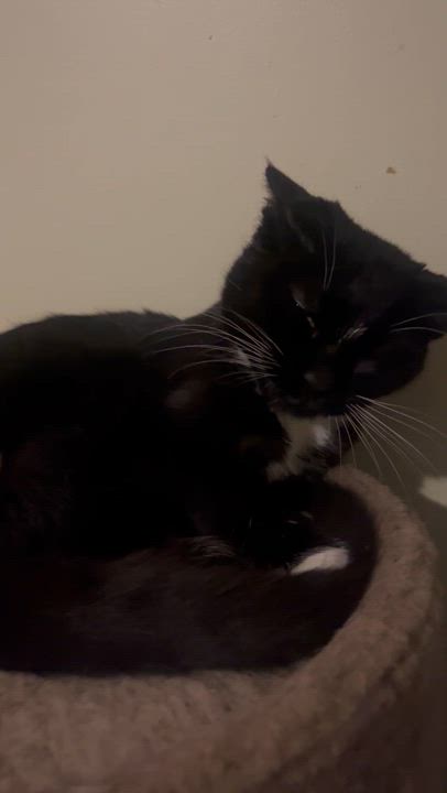 Enlarge Laverne (Laverne & Shirley), a ADOPTABLE Tuxedo in Newark valley, NY video 4/6