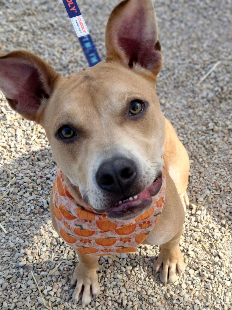 "Spunky" Stevie, Adopted, Young Male Black Mouth Cur.