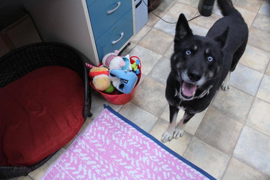 Enlarge Oakley, a Adoptable mixed breed in Neillsville, WI image 1/4