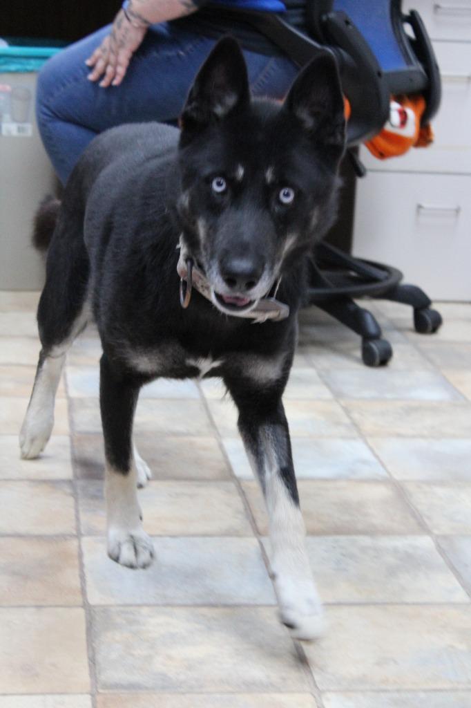 Enlarge Oakley, a Adoptable mixed breed in Neillsville, WI image 2/4
