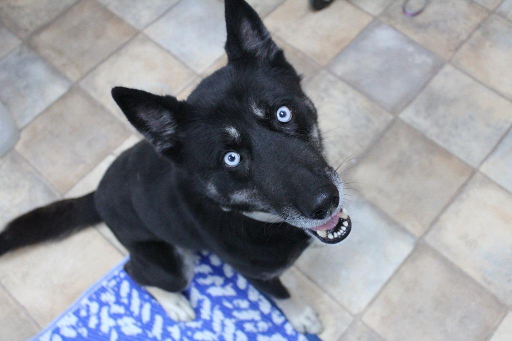 Enlarge Oakley, a Adoptable mixed breed in Neillsville, WI image 3/4