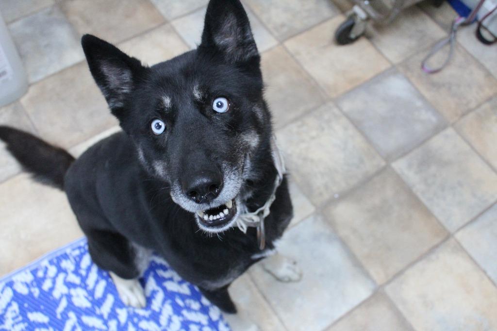 Enlarge Oakley, a Adoptable mixed breed in Neillsville, WI image 4/4