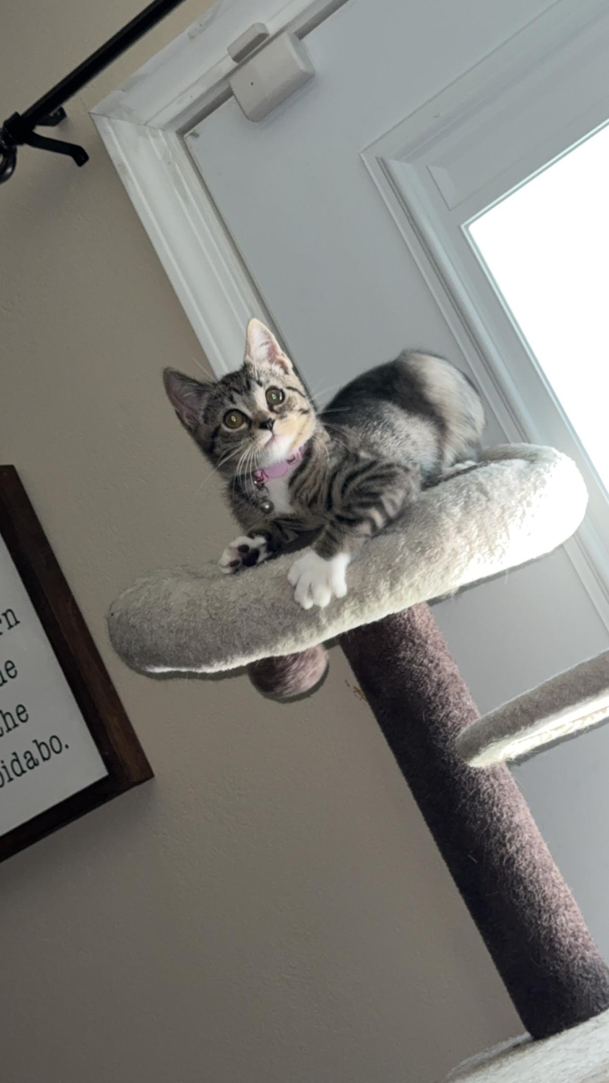 Penny, Adoptable, Kitten Female Domestic Short Hair.