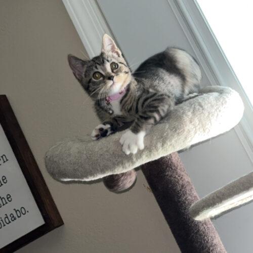 Enlarge Penny, a Adoptable Domestic Short Hair in Edmond, OK image 2/5