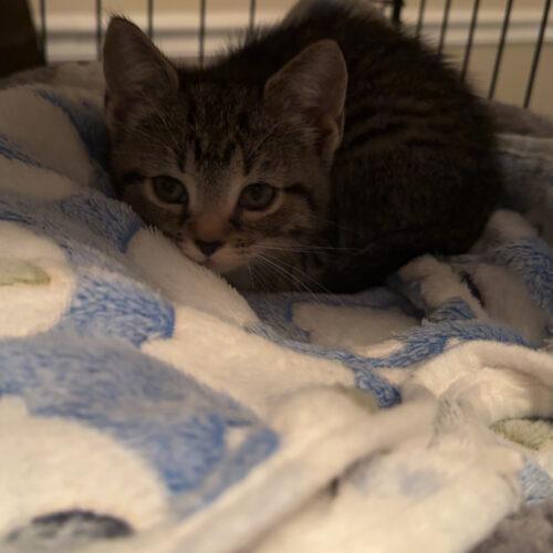 Enlarge Penny, a Adoptable Domestic Short Hair in Edmond, OK image 3/5