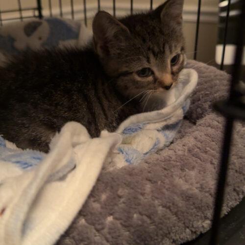 Enlarge Penny, a Adoptable Domestic Short Hair in Edmond, OK image 4/5