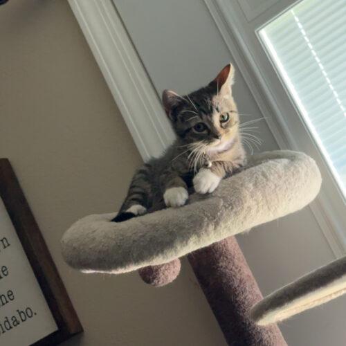 Enlarge Penny, a Adoptable Domestic Short Hair in Edmond, OK image 5/5