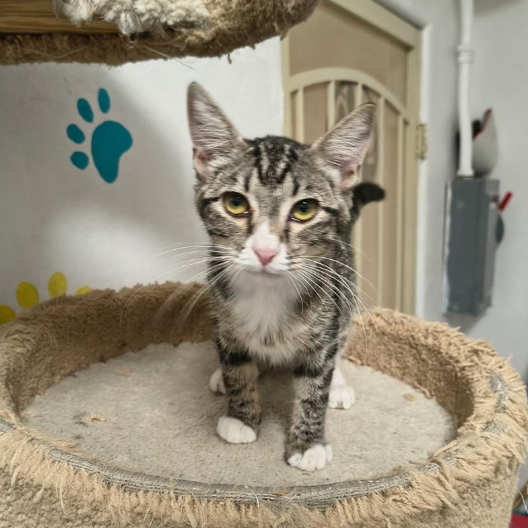 Astrid, Adoptable, Kitten Female Domestic Short Hair.