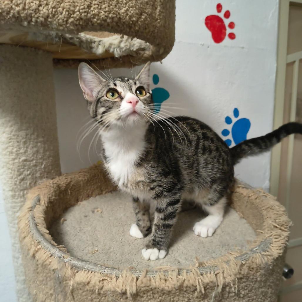 Enlarge Astrid, a Adoptable Domestic Short Hair in Las Cruces, NM image 2/4