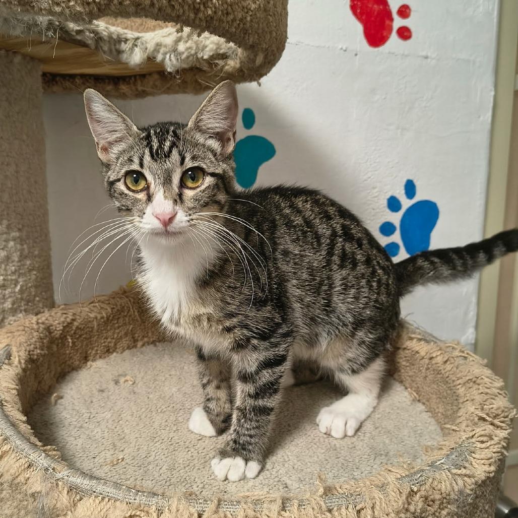 Enlarge Astrid, a Adoptable Domestic Short Hair in Las Cruces, NM image 3/4
