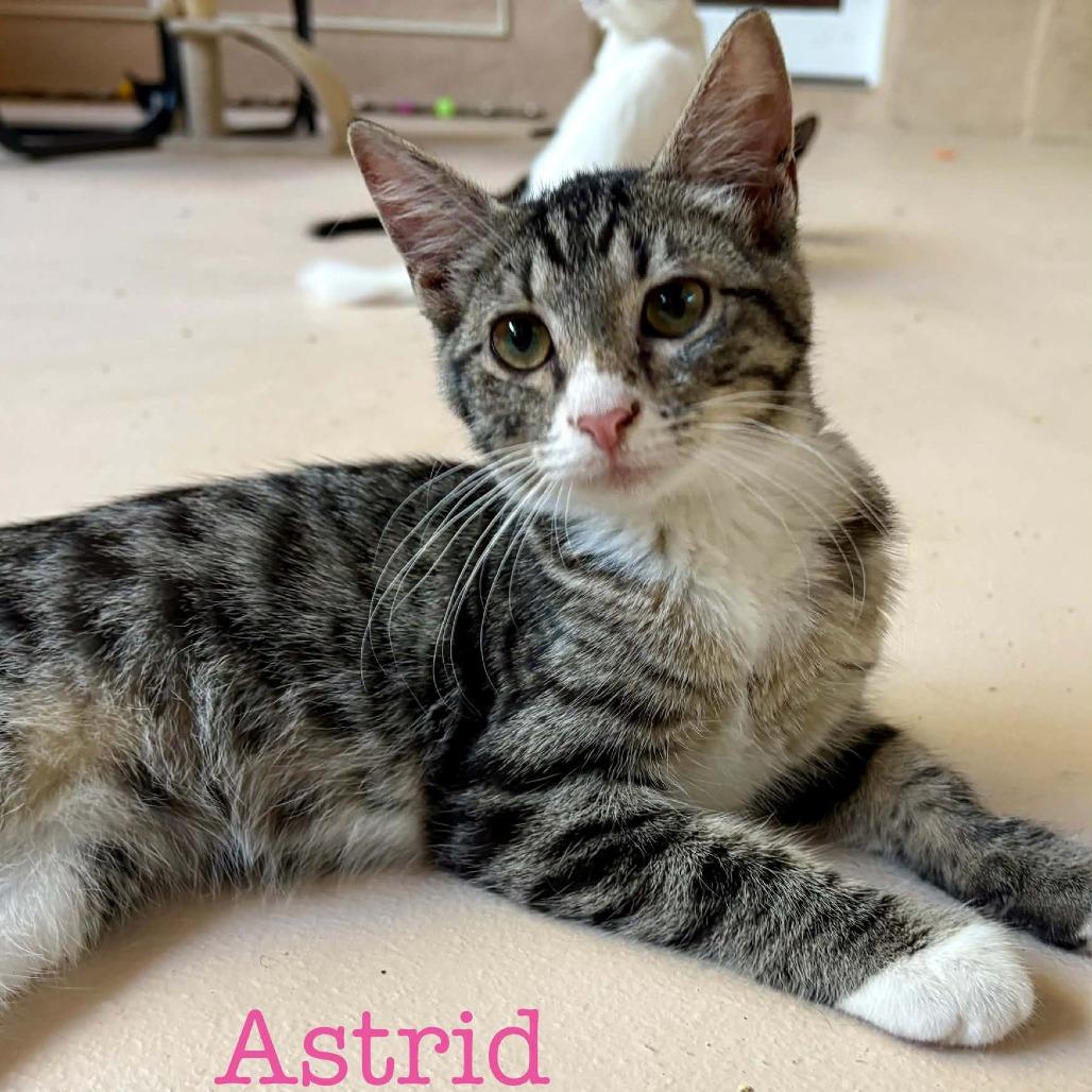 Enlarge Astrid, a Adoptable Domestic Short Hair in Las Cruces, NM image 4/4