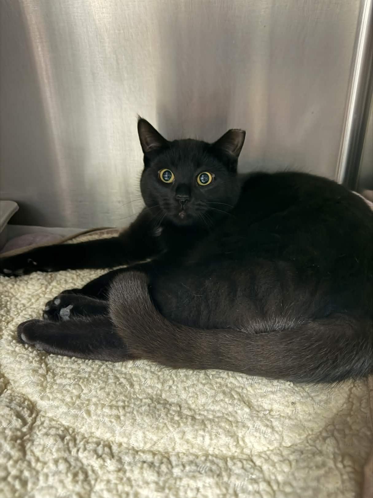 Enlarge Cyress, an adopted Domestic Short Hair in Exeter, RI image 2/2