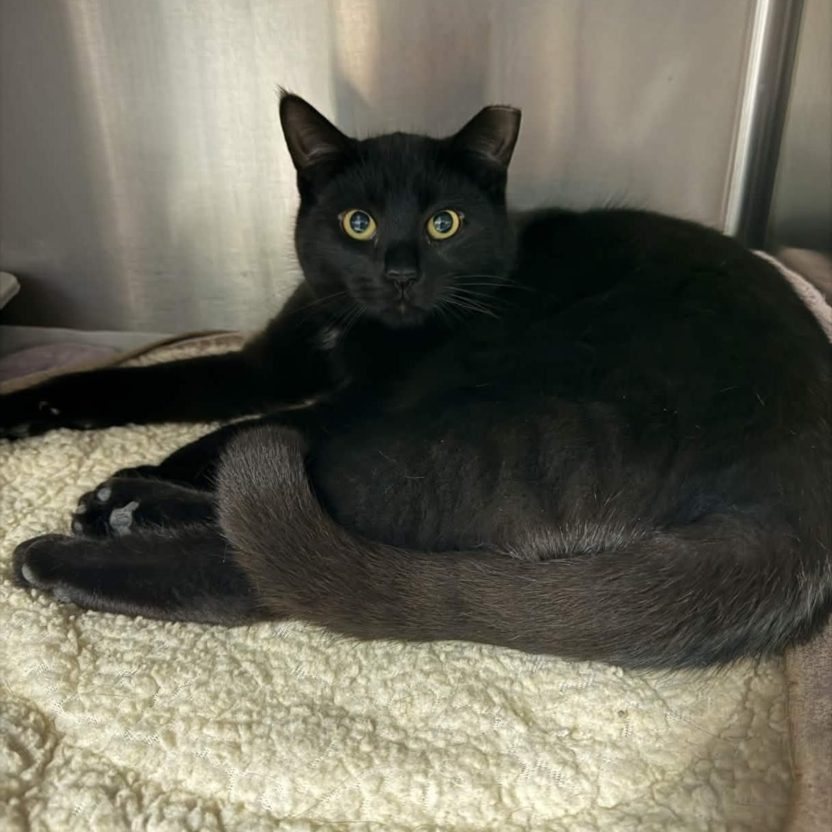 Cyress, adopted, Young Male Domestic Short Hair.