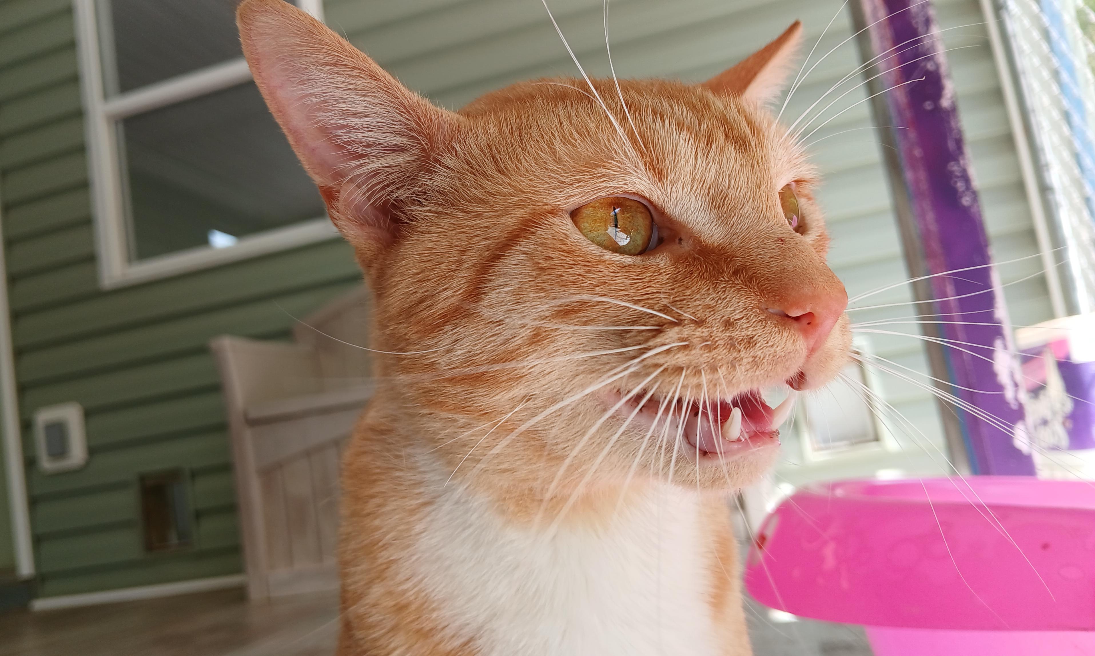 Thurgood, ADOPTABLE, Young Male Domestic Short Hair.