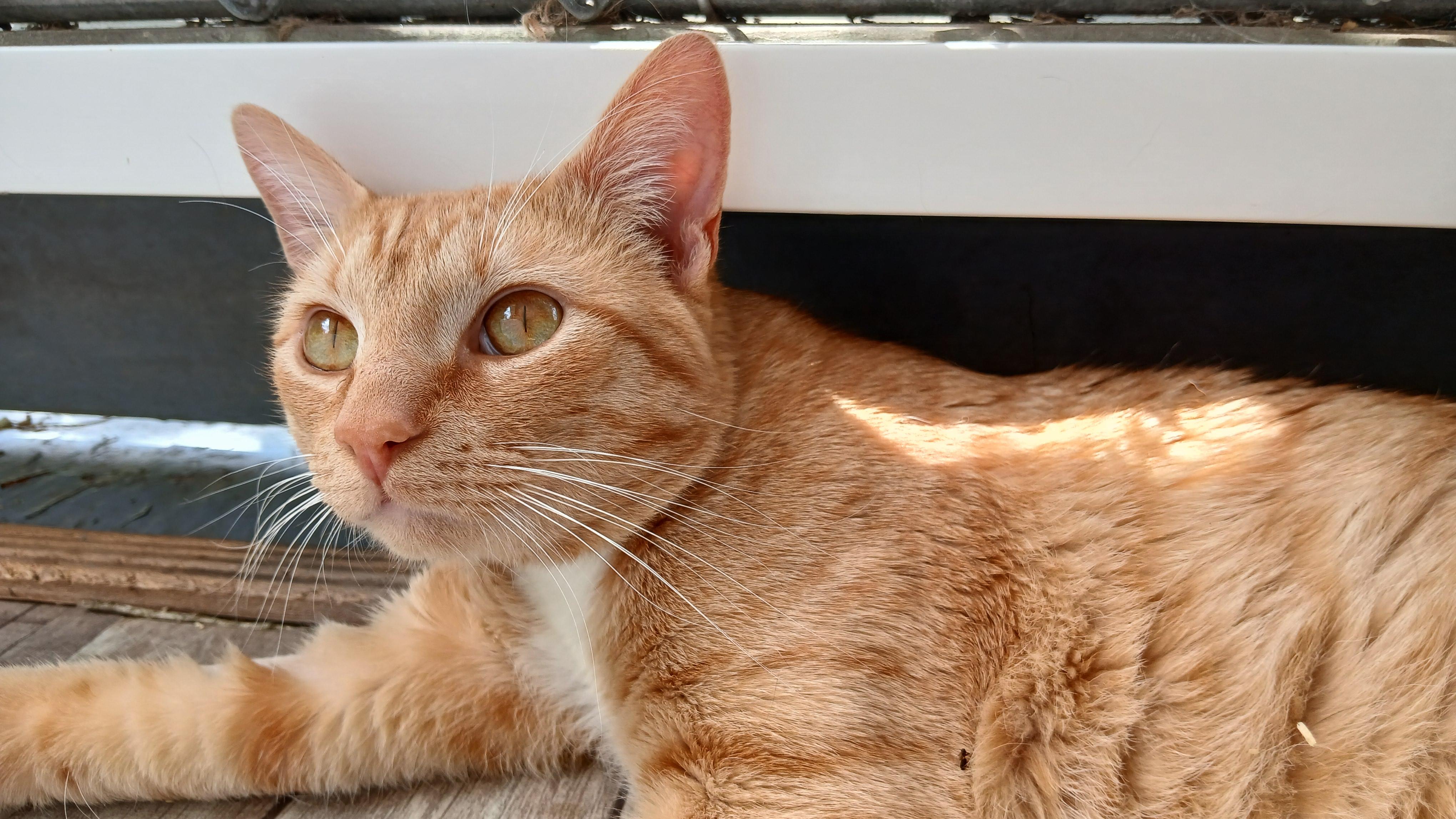 Enlarge Thurgood, a ADOPTABLE Domestic Short Hair in Cullowhee, NC image 6/6