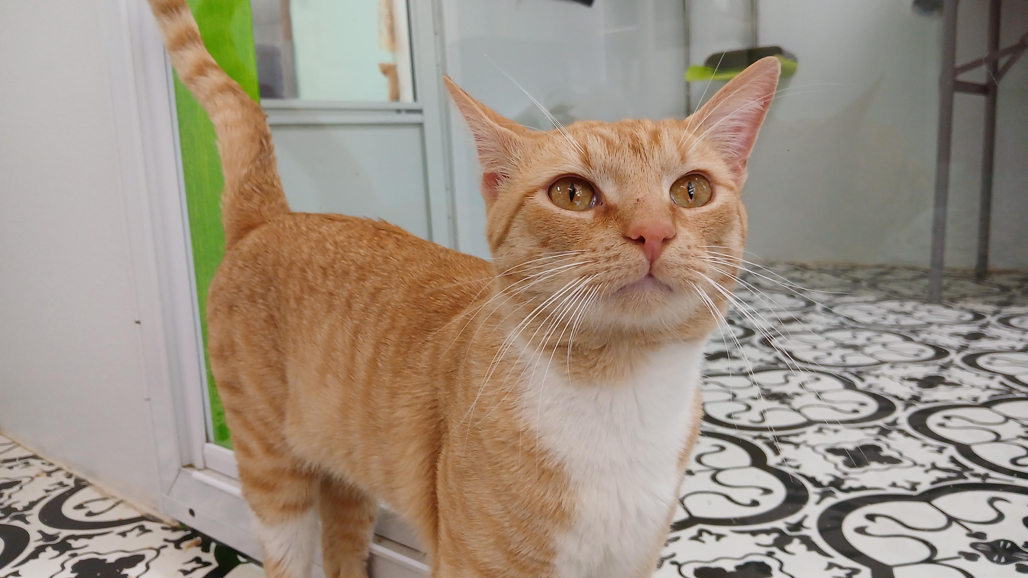 Enlarge Thurgood, a ADOPTABLE Domestic Short Hair in Cullowhee, NC image 3/6