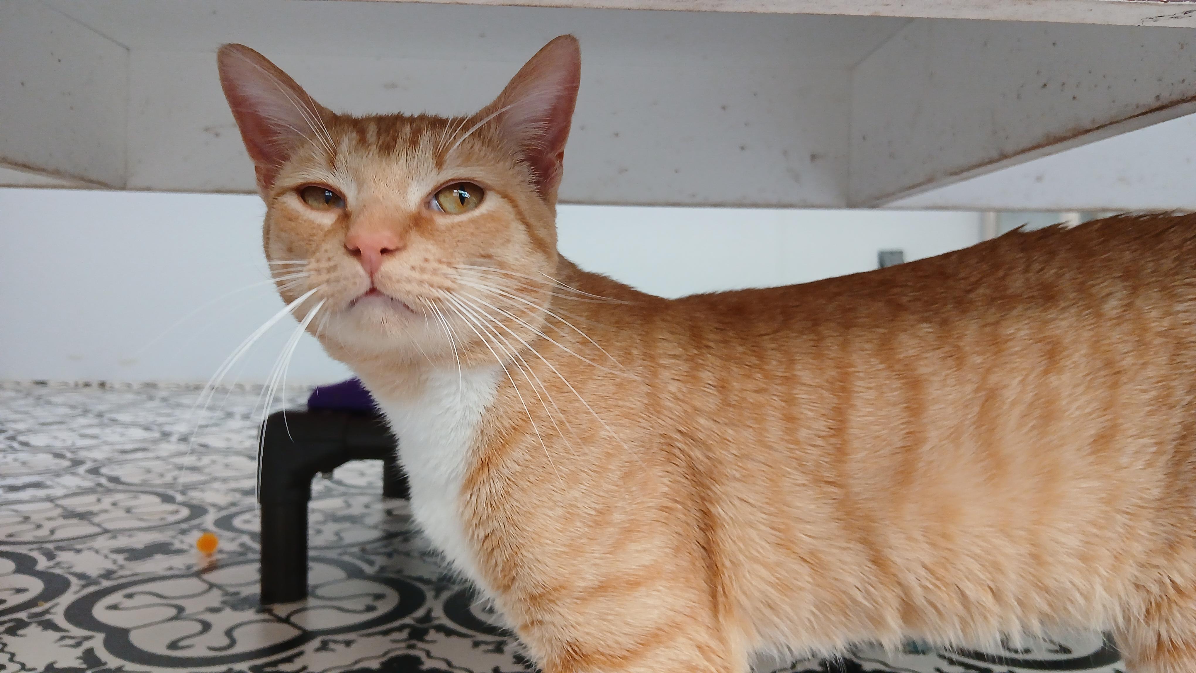 Enlarge Thurgood, a ADOPTABLE Domestic Short Hair in Cullowhee, NC image 4/6