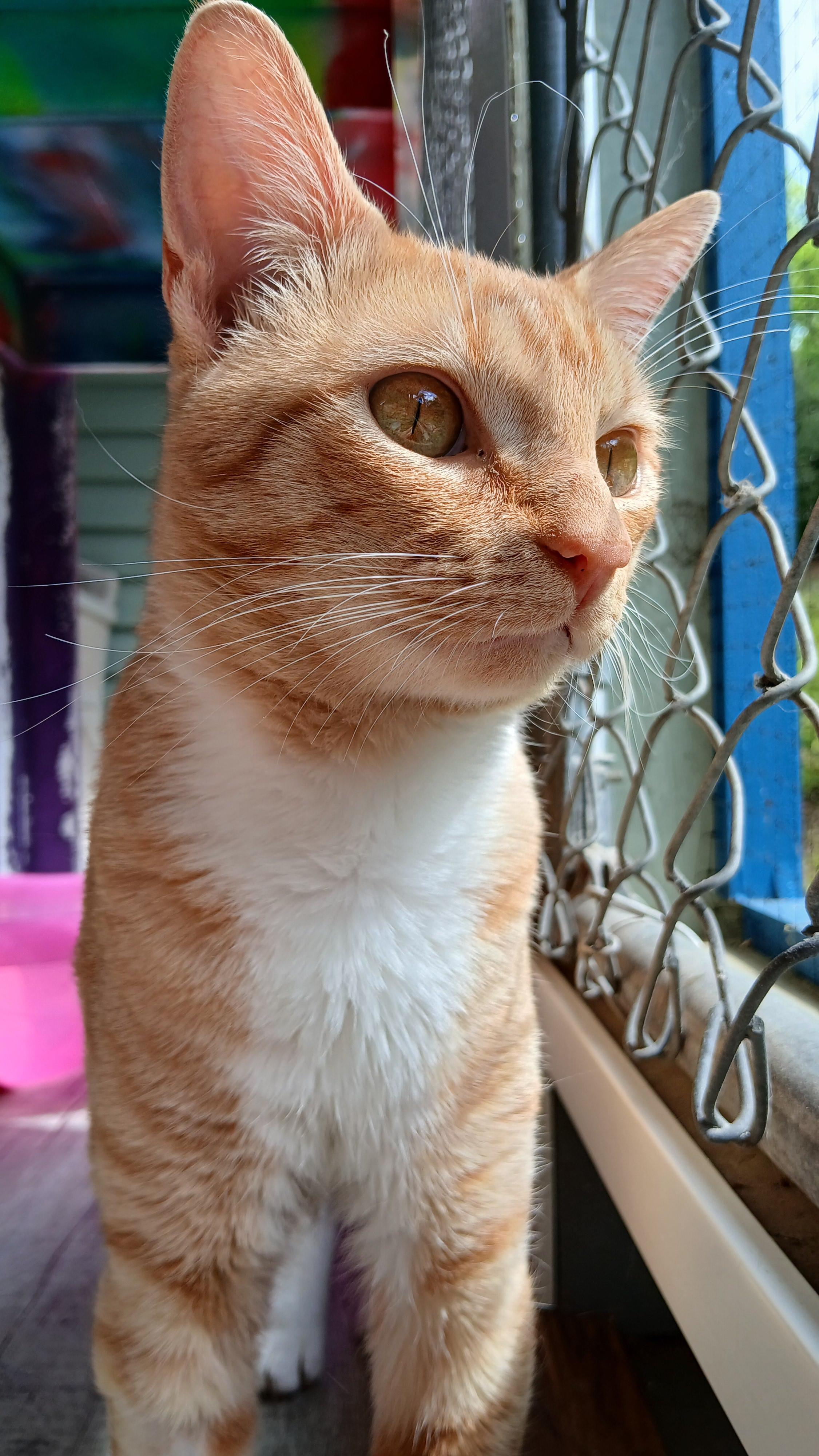 Enlarge Thurgood, a ADOPTABLE Domestic Short Hair in Cullowhee, NC image 5/6