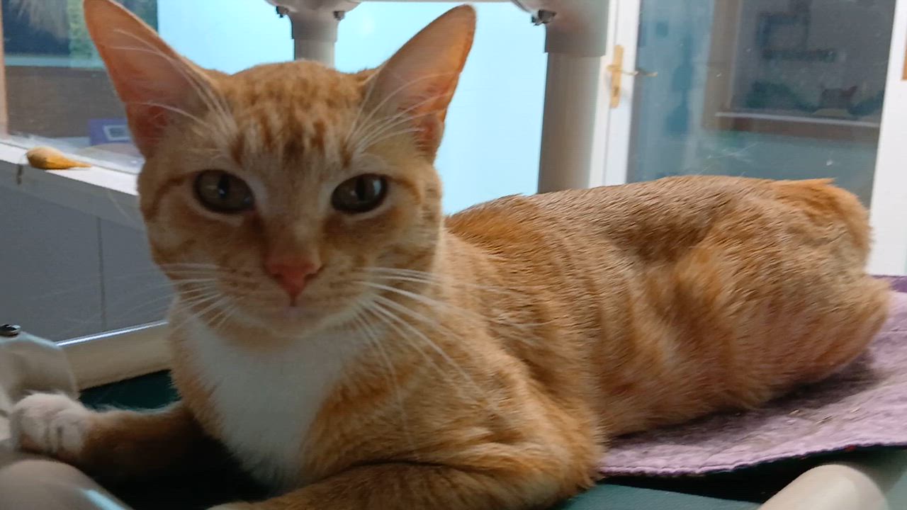 Enlarge Thurgood, a ADOPTABLE Domestic Short Hair in Cullowhee, NC video 2/6