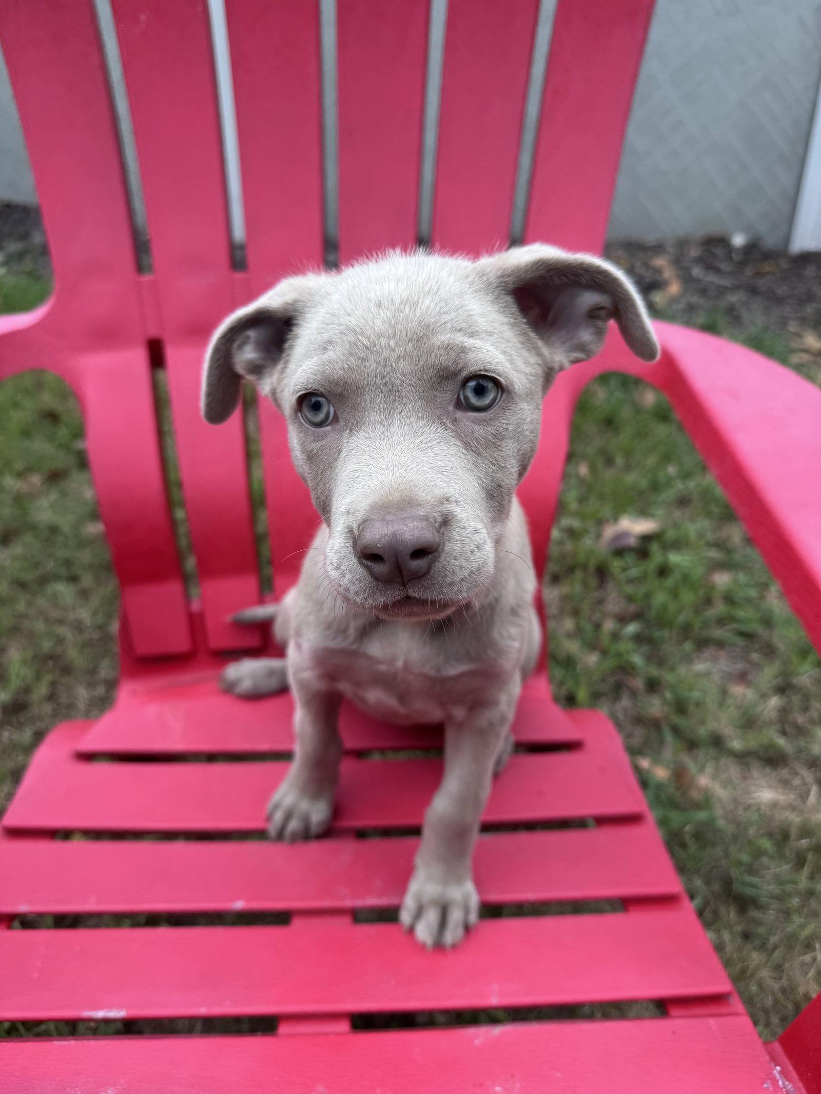 Petunia, Adoptable, Puppy Female Labrador Retriever & Terrier.