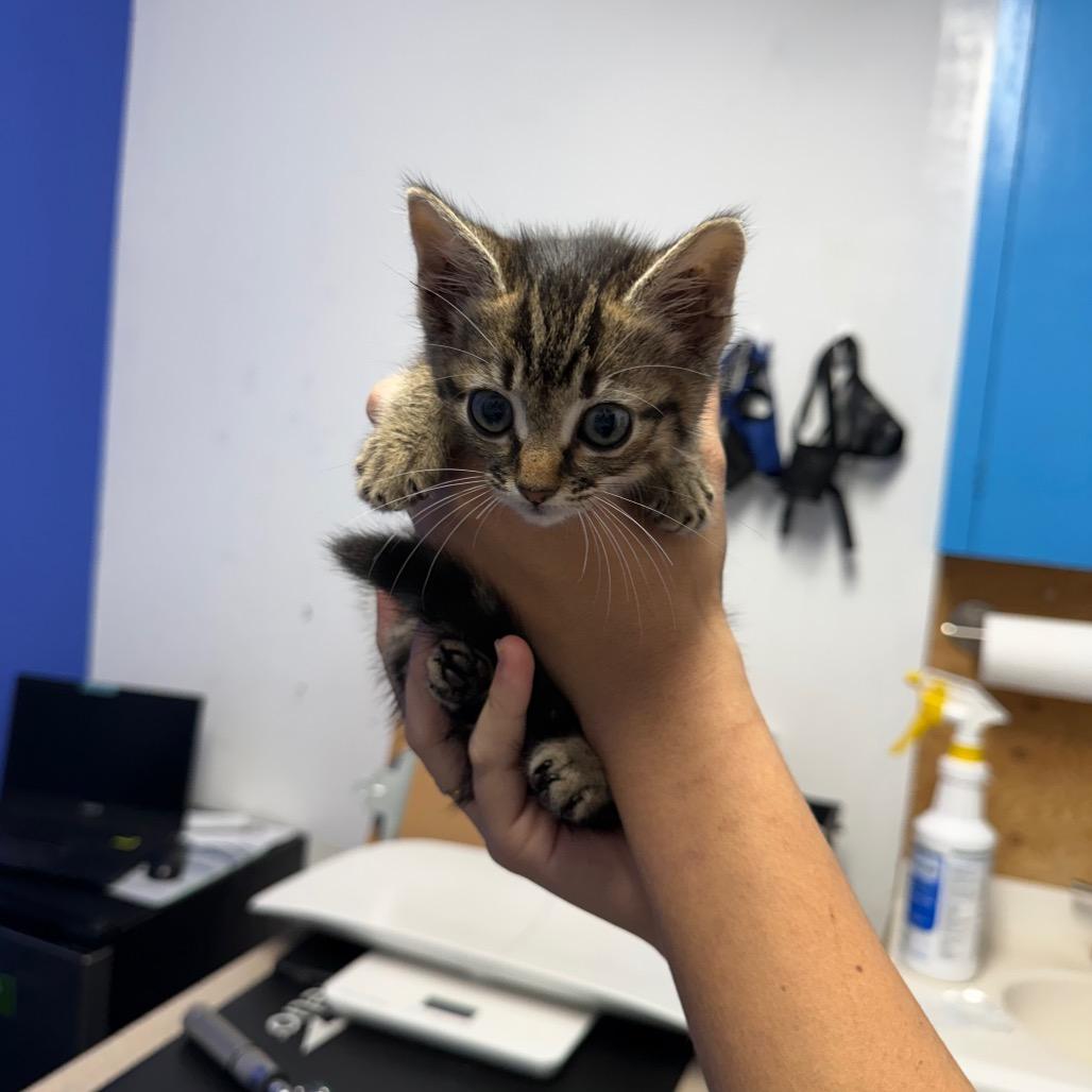 Caitlin Clark, Adoptable, Kitten Female Domestic Short Hair.