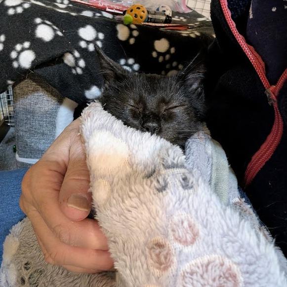 Enlarge Raid, a Adoptable Domestic Short Hair in Sioux Falls, SD image 1/4