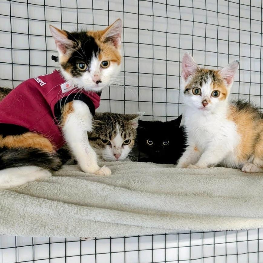 Enlarge Raid, a Adoptable Domestic Short Hair in Sioux Falls, SD image 2/4