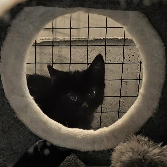 Enlarge Raid, a Adoptable Domestic Short Hair in Sioux Falls, SD image 3/4