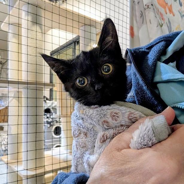 Enlarge Raid, a Adoptable Domestic Short Hair in Sioux Falls, SD image 4/4