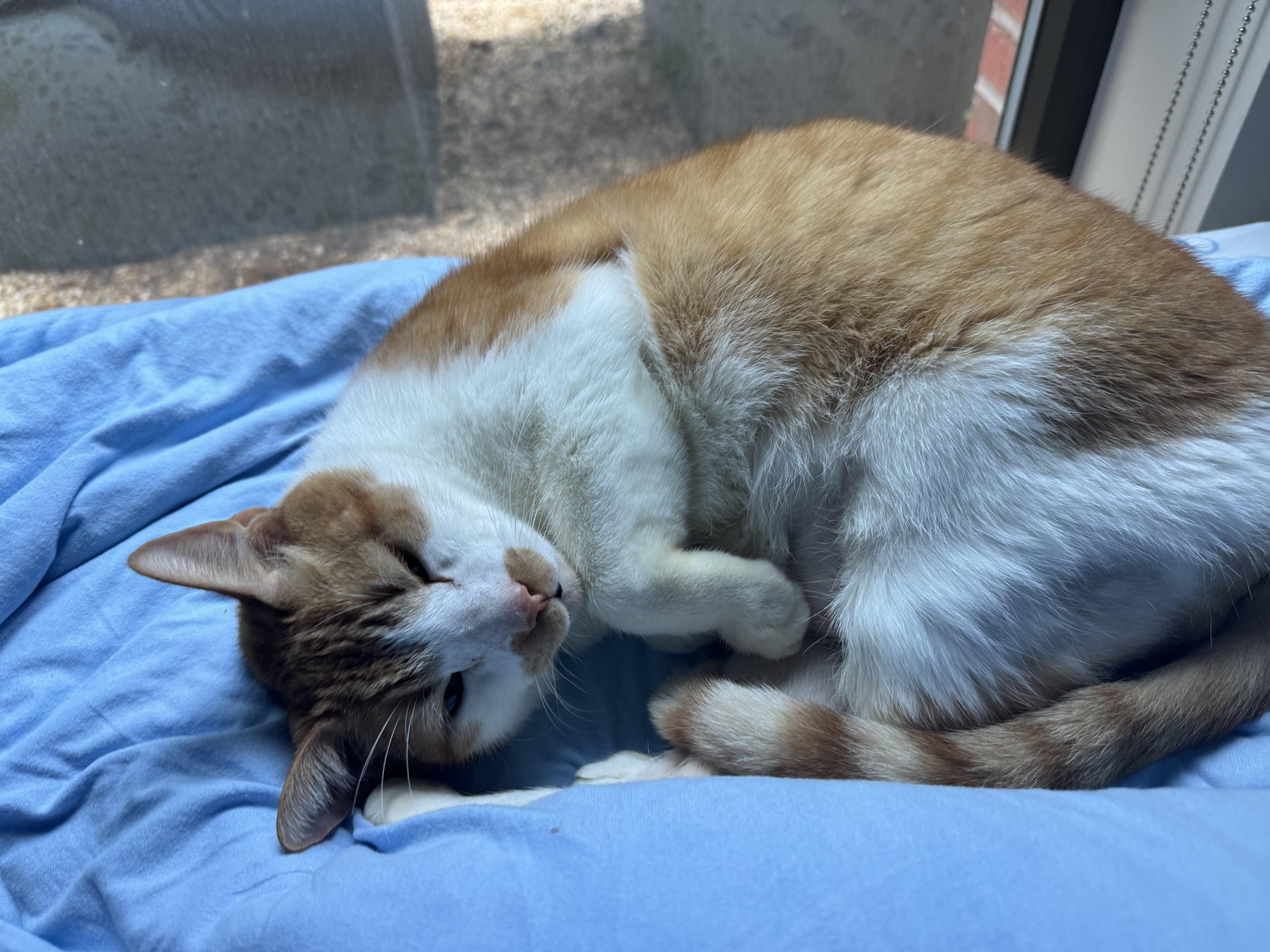 Cheddar, a Adoptable mixed breed in Washington, DC image 3/6