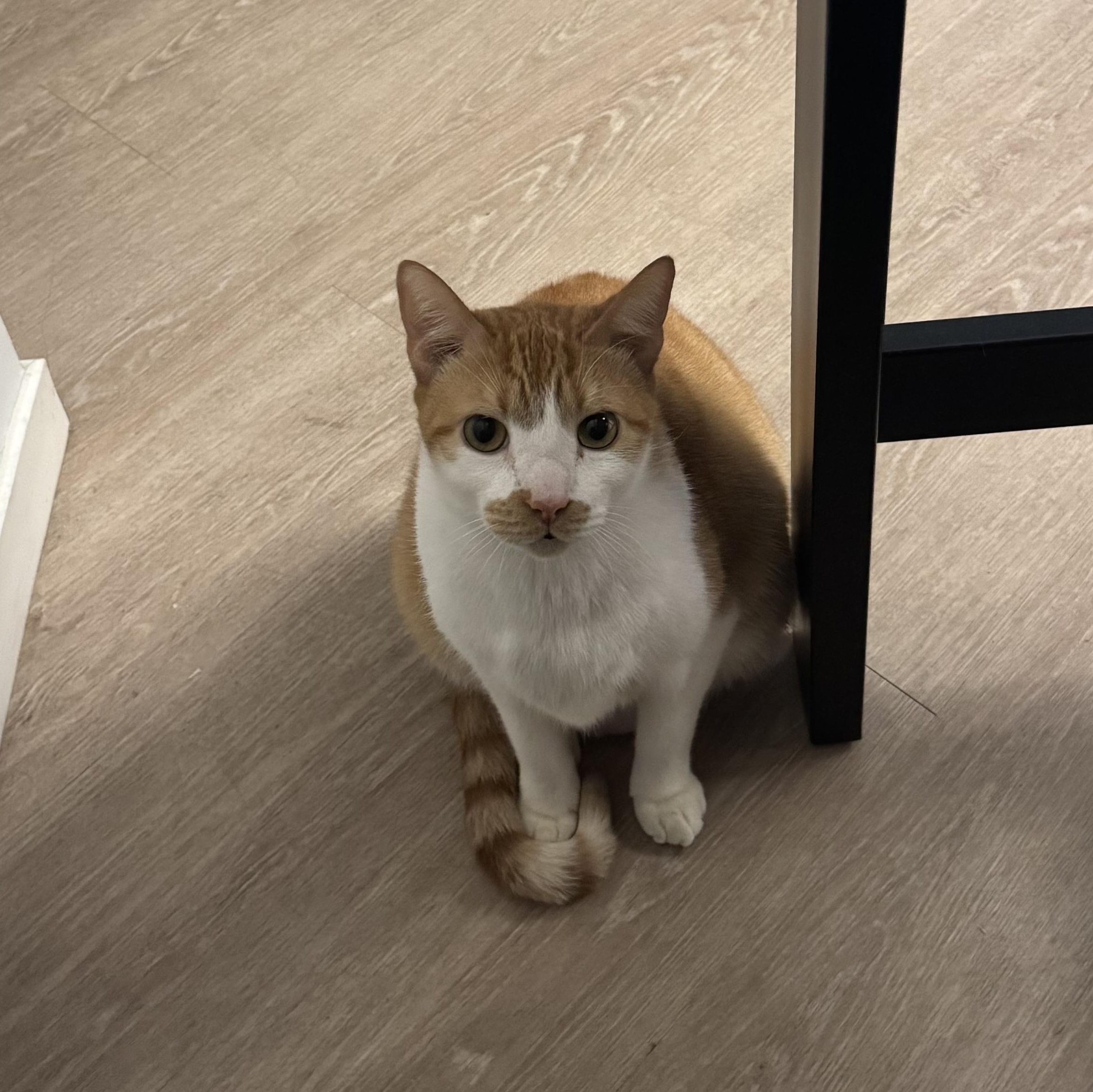 Cheddar, a Adoptable mixed breed in Washington, DC image 2/6