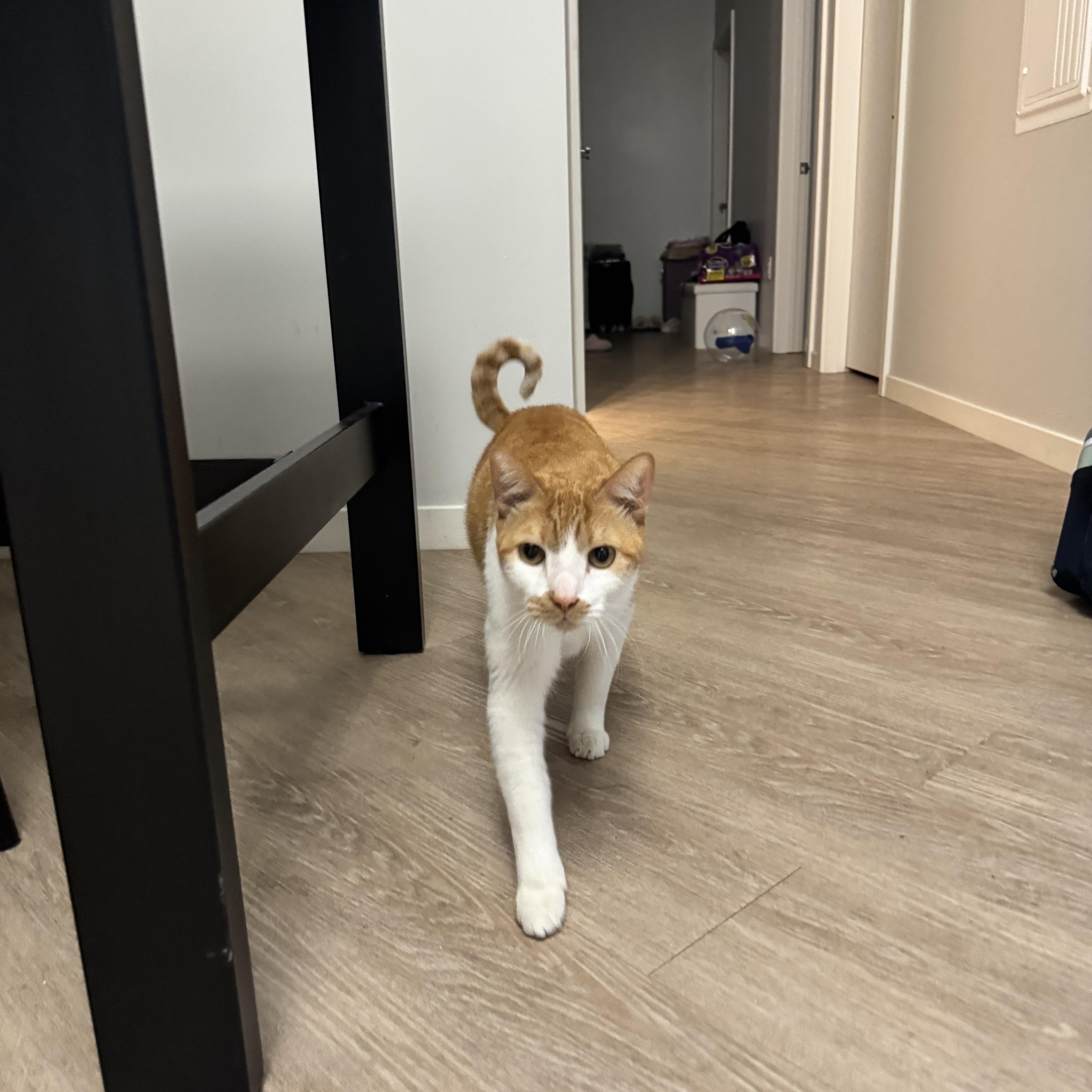 Cheddar, Adoptable, Young Male Domestic Medium Hair.