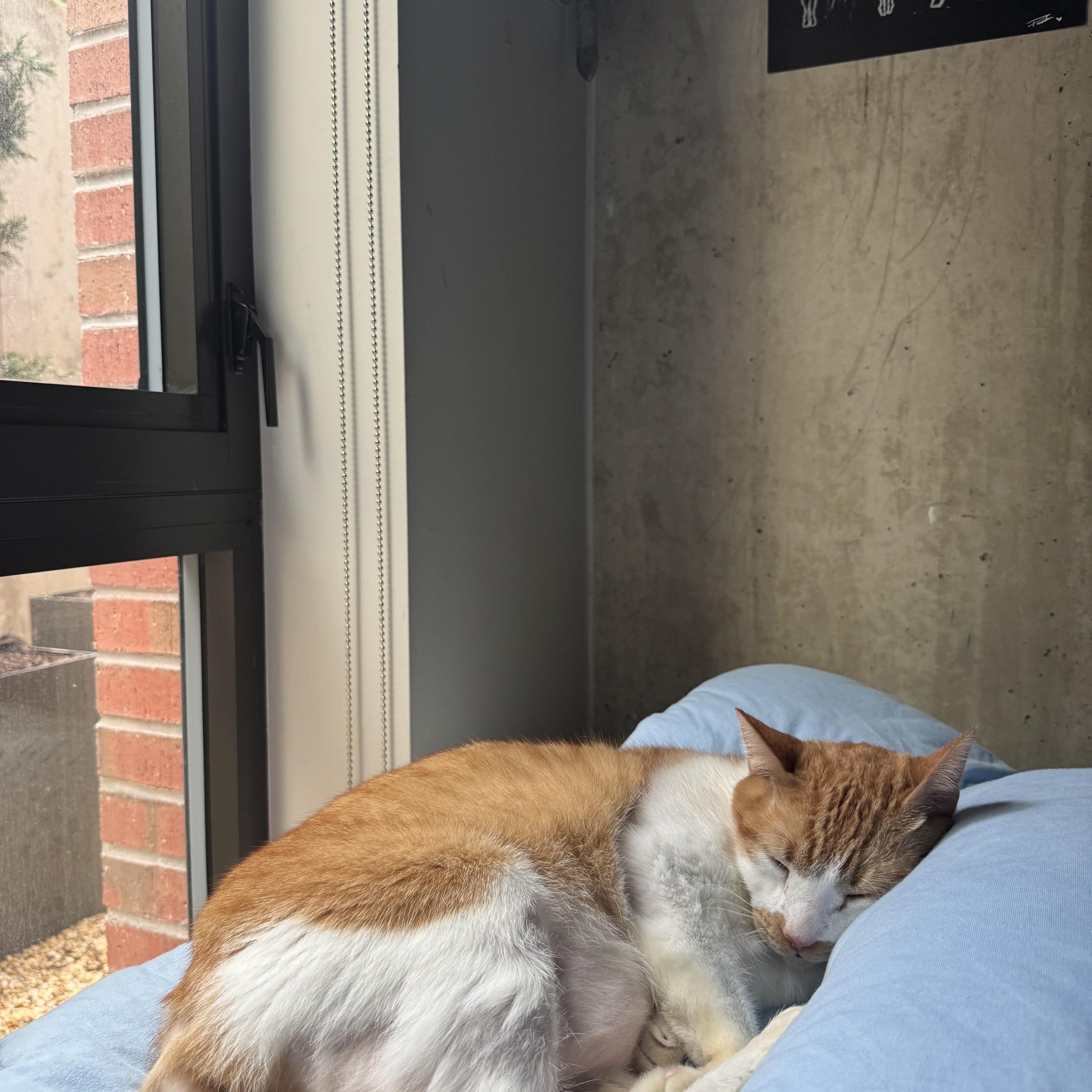 Cheddar, a Adoptable mixed breed in Washington, DC image 4/6