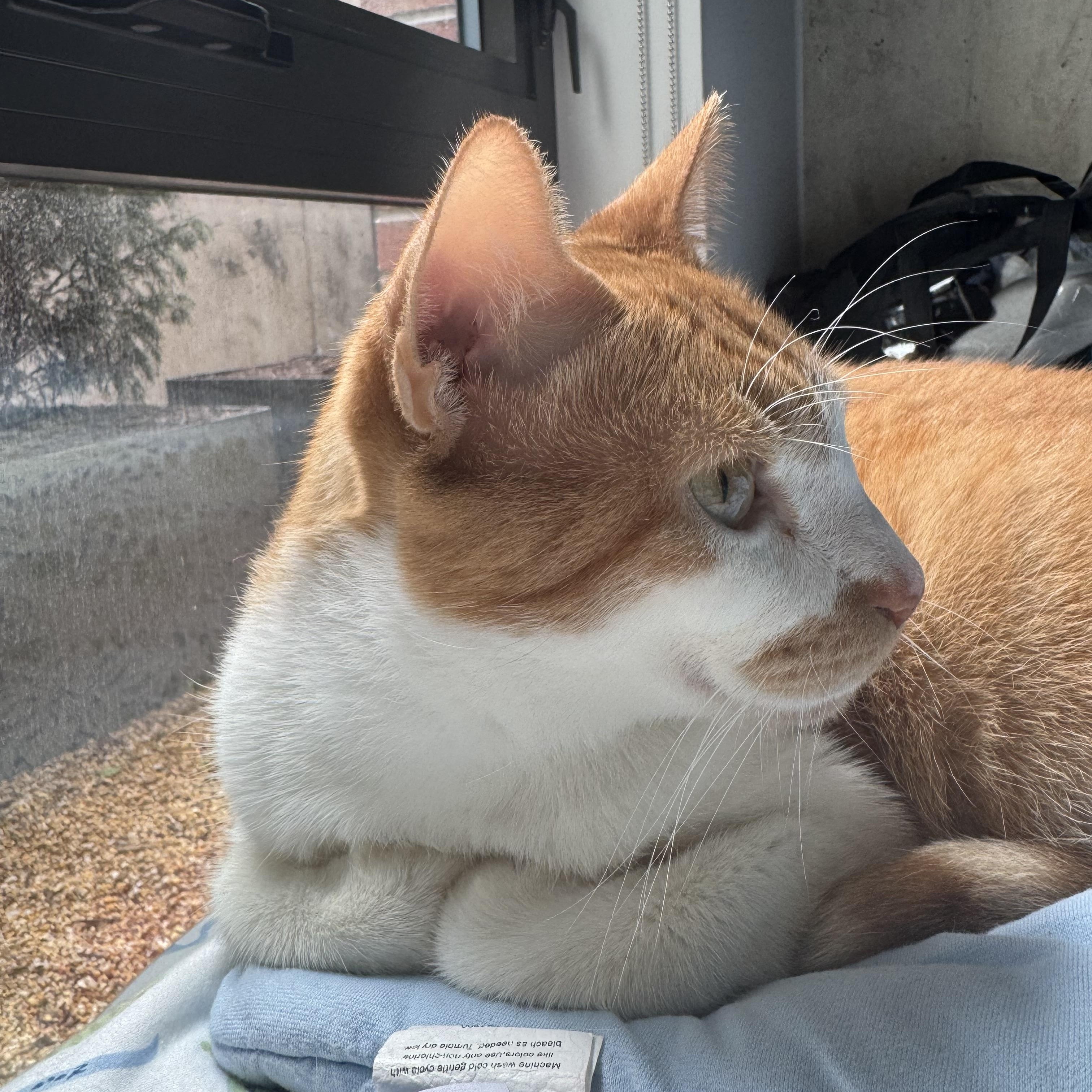 Cheddar, a Adoptable mixed breed in Washington, DC image 6/6